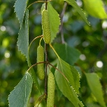 Фото плоду рослини - Береза повисла (Б. плакуча, бородавчата)